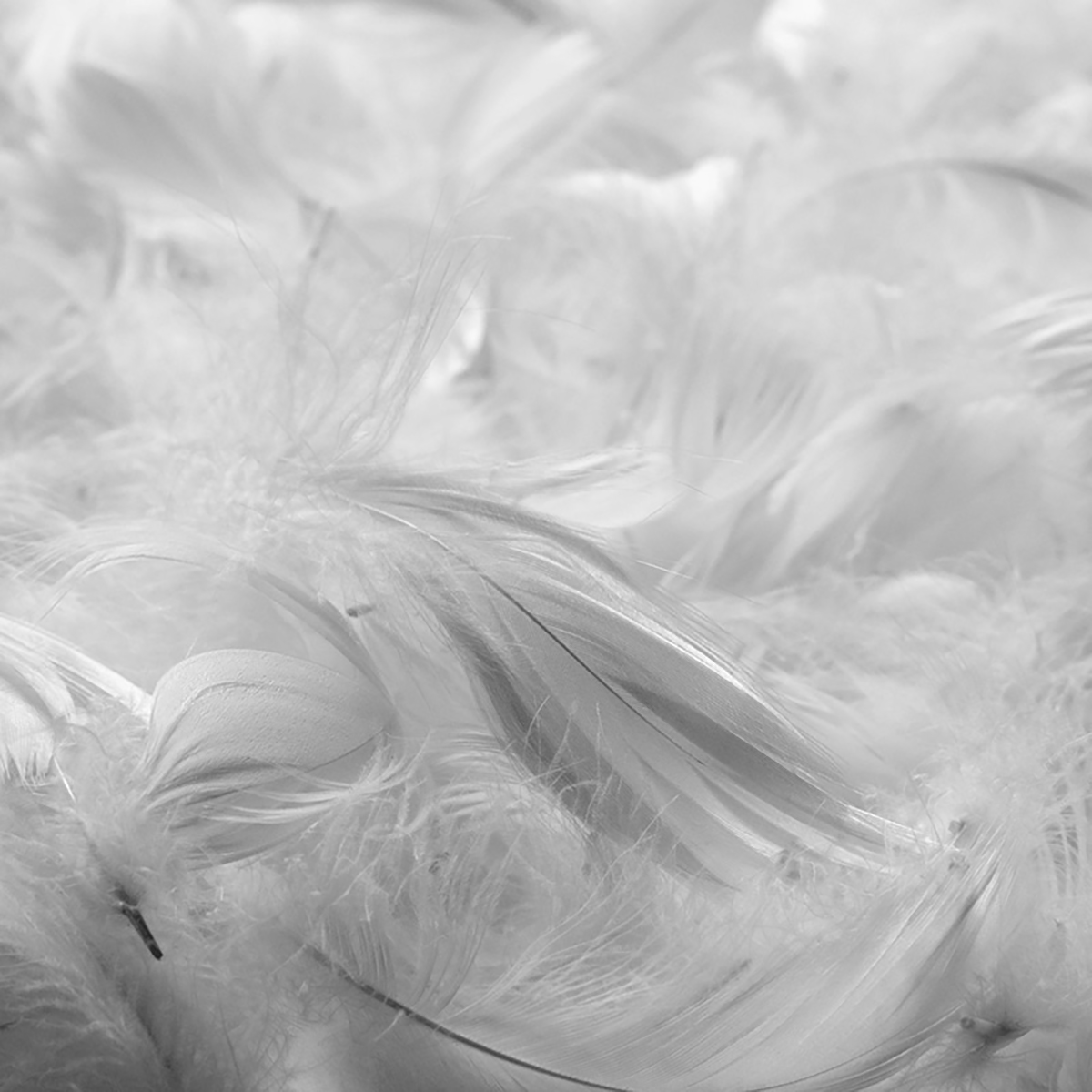 Relleno de pluma, Relleno de plumas de ave