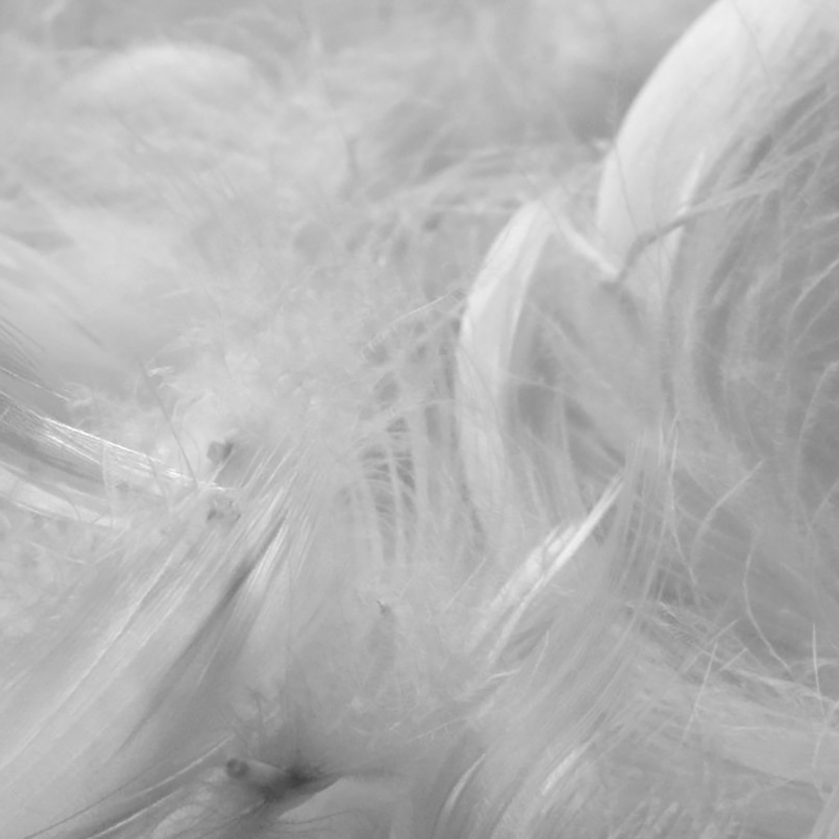 plumas_relleno_3 Relleno de plumas de ave